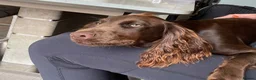 Cockapoo dogs for sale: Health tested, fully vaccinated, F1 Toy cockapoos - Advert 39
