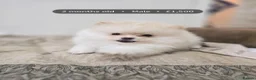 Pomeranian dogs for sale: I Have 2 Pomeranian Puppies Read Description - Advert 5