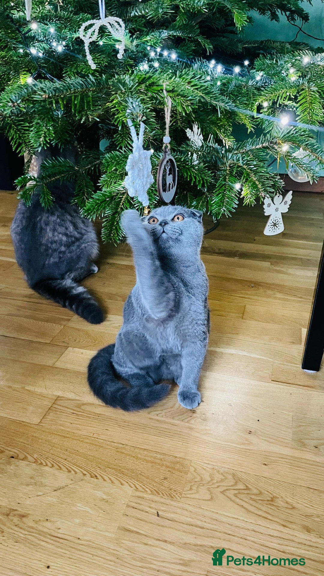 Scottish Fold cats for sale: Beautiful Blue Scottish Fold Boy - Advert 2