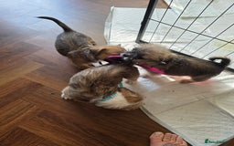 Mixed Breed dogs for sale: Reduced French bulldog x pomeranian pups 8 wks  - Image 12