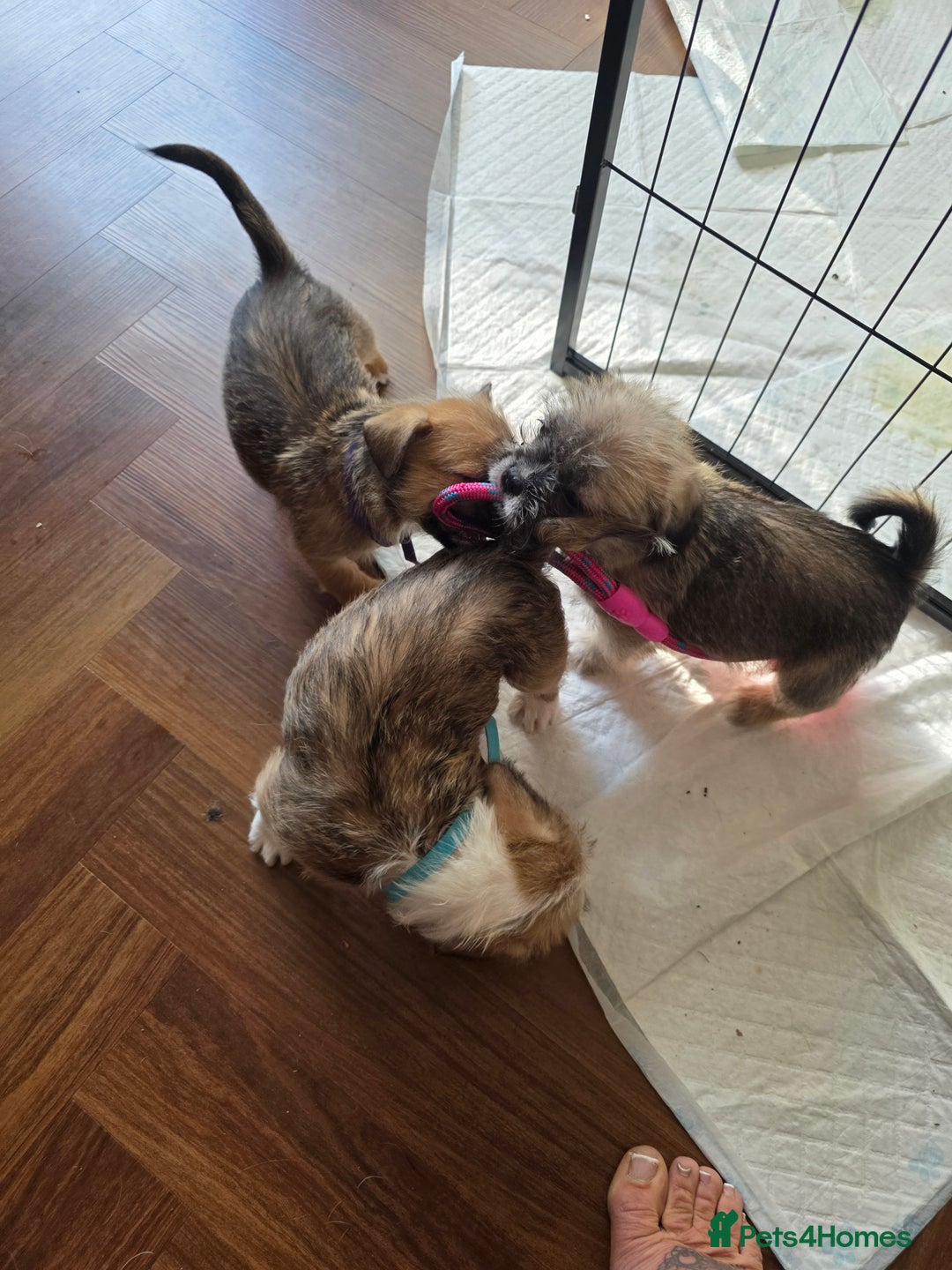 Mixed Breed dogs for sale: Reduced French bulldog x pomeranian pups 8 wks  - Image 12