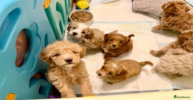 Maltipoo dogs Adorable F1B Maltipoos Ready this week for new 🏡 - Advert 1