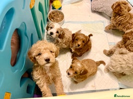 Maltipoo dogs Adorable F1B Maltipoos Ready this week for new 🏡 - Advert 11