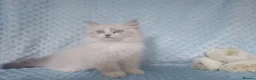 Siberian cats for sale: GCCF Registered Siberian Kitten For Sale  - Advert 21