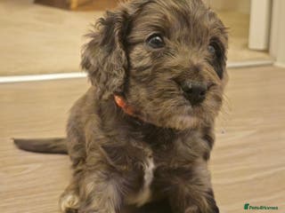 Cockapoo dogs Gorgeous F1 Cockapoo Puppies - Advert 13