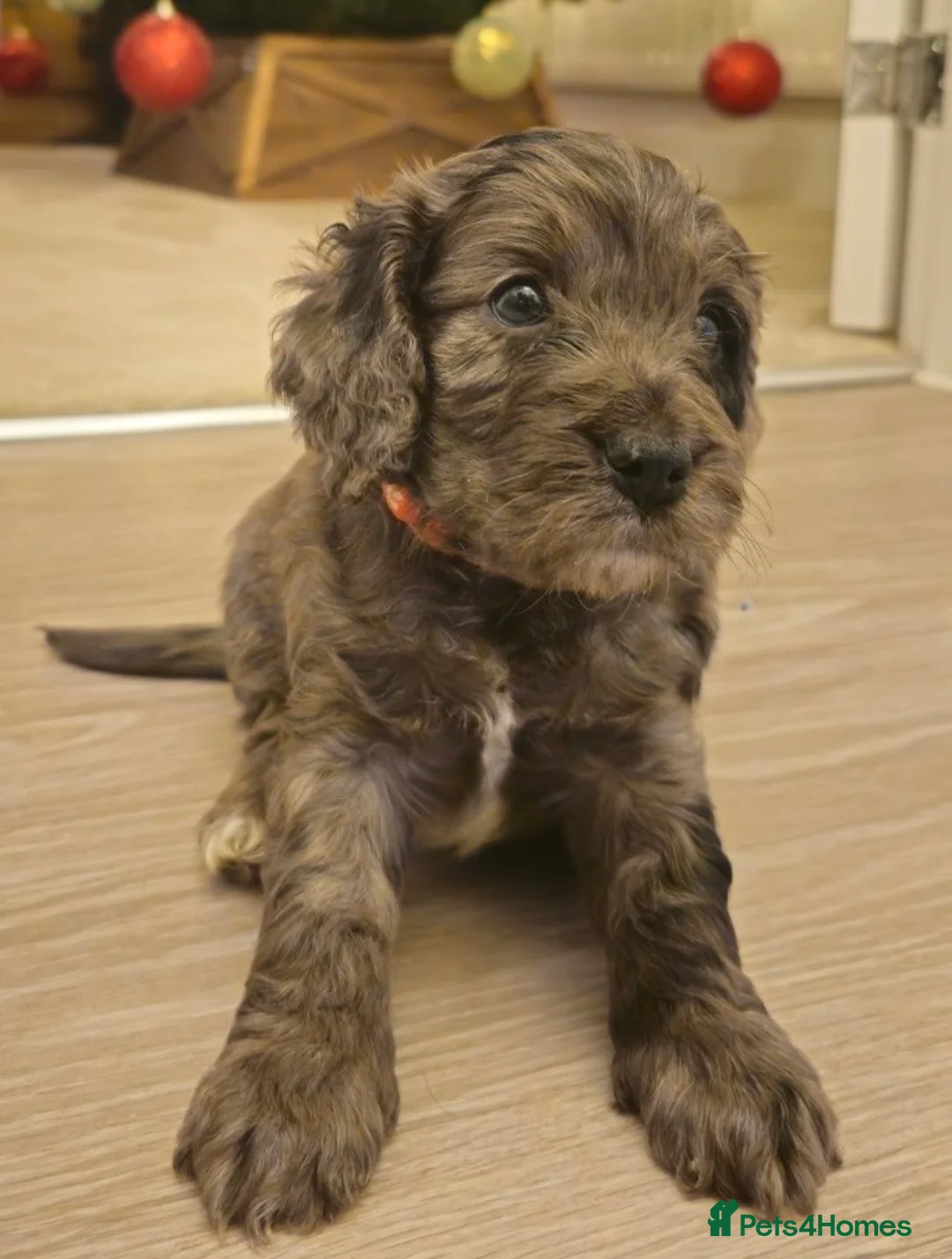 Cockapoo dogs for sale: Gorgeous F1 Cockapoo Puppies  - Advert 9