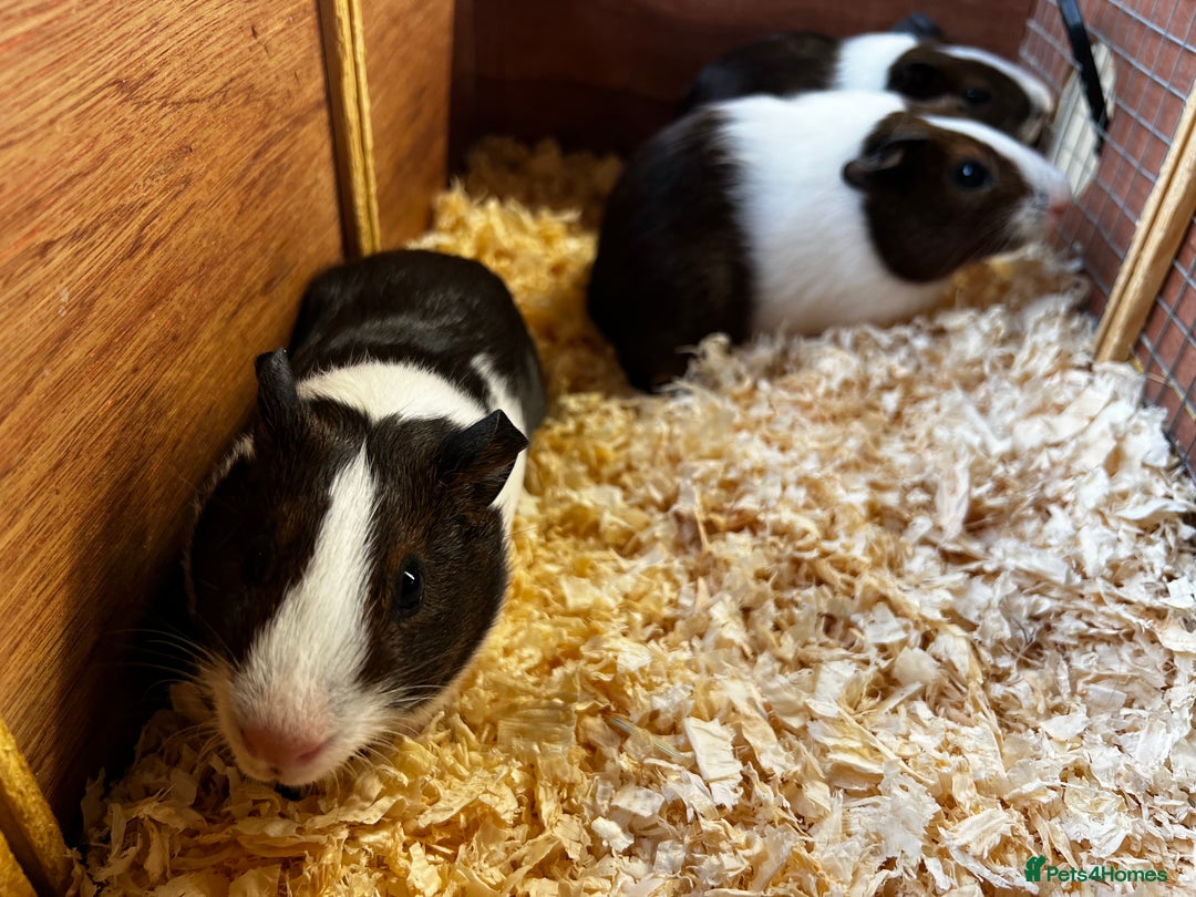 Guinea Pig rodents for sale: Bonded group of young boars - Image 8