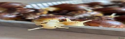Snails invertebrates for sale: Giant African albino land snails  - Advert 7