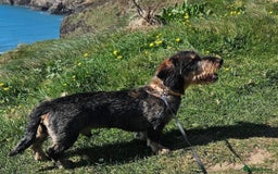 Dachshund dogs for sale: 18 month Teckle looking for a home - Image 2