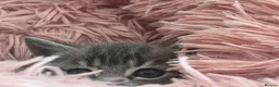Mixed Breed cats for sale: 5 kittens for rehoming in London - Advert 9
