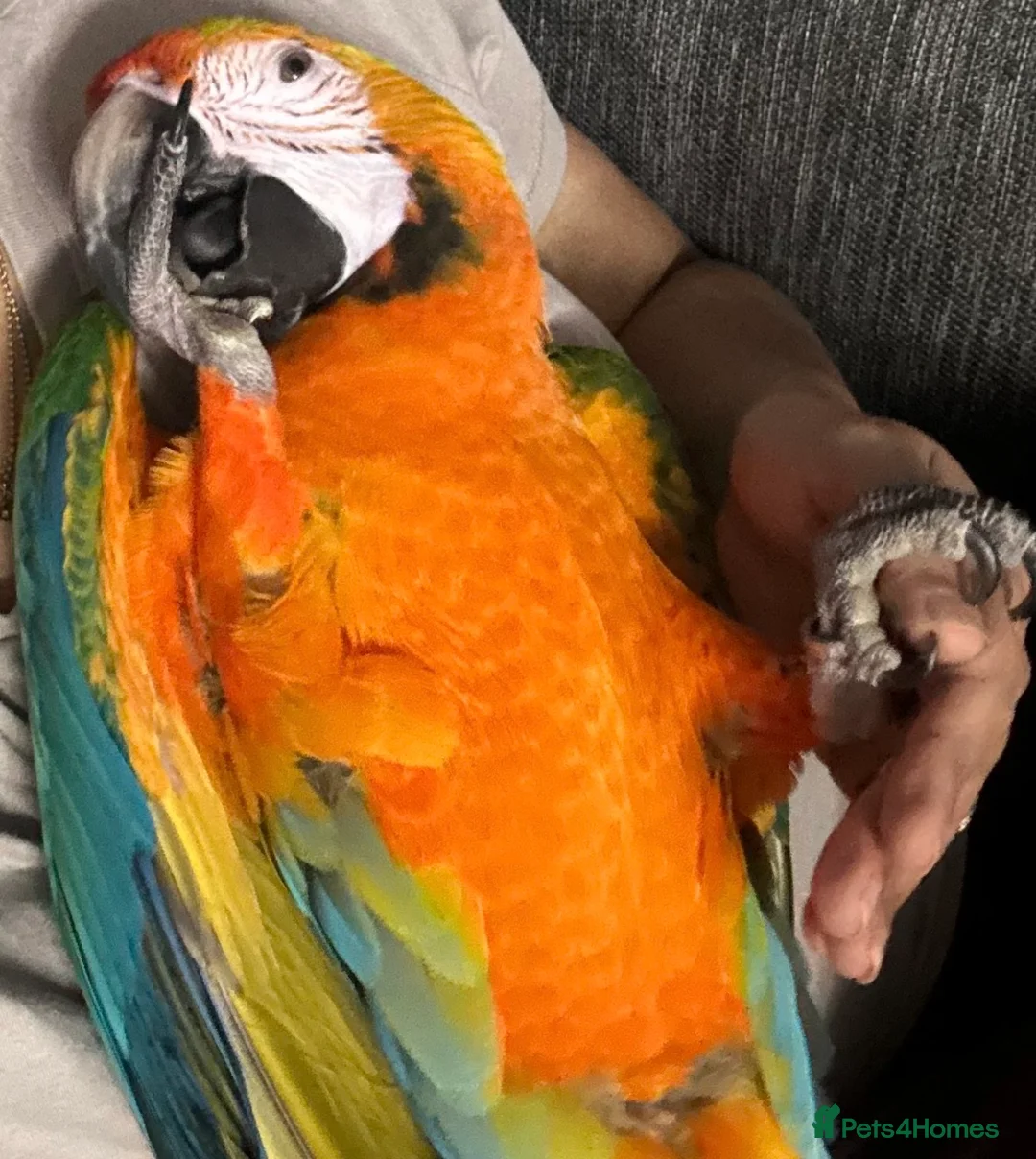 Macaws birds for sale: Catalina Macaw - Advert 2