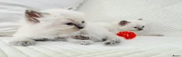 Ragdoll cats for sale: 3 Blue Point Kittens for sale - All Boys!! - Advert 36