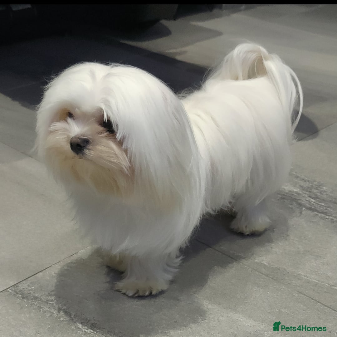 Maltese dogs for stud: 2kg kC Korean line Maltese stud in Derby - Advert 5