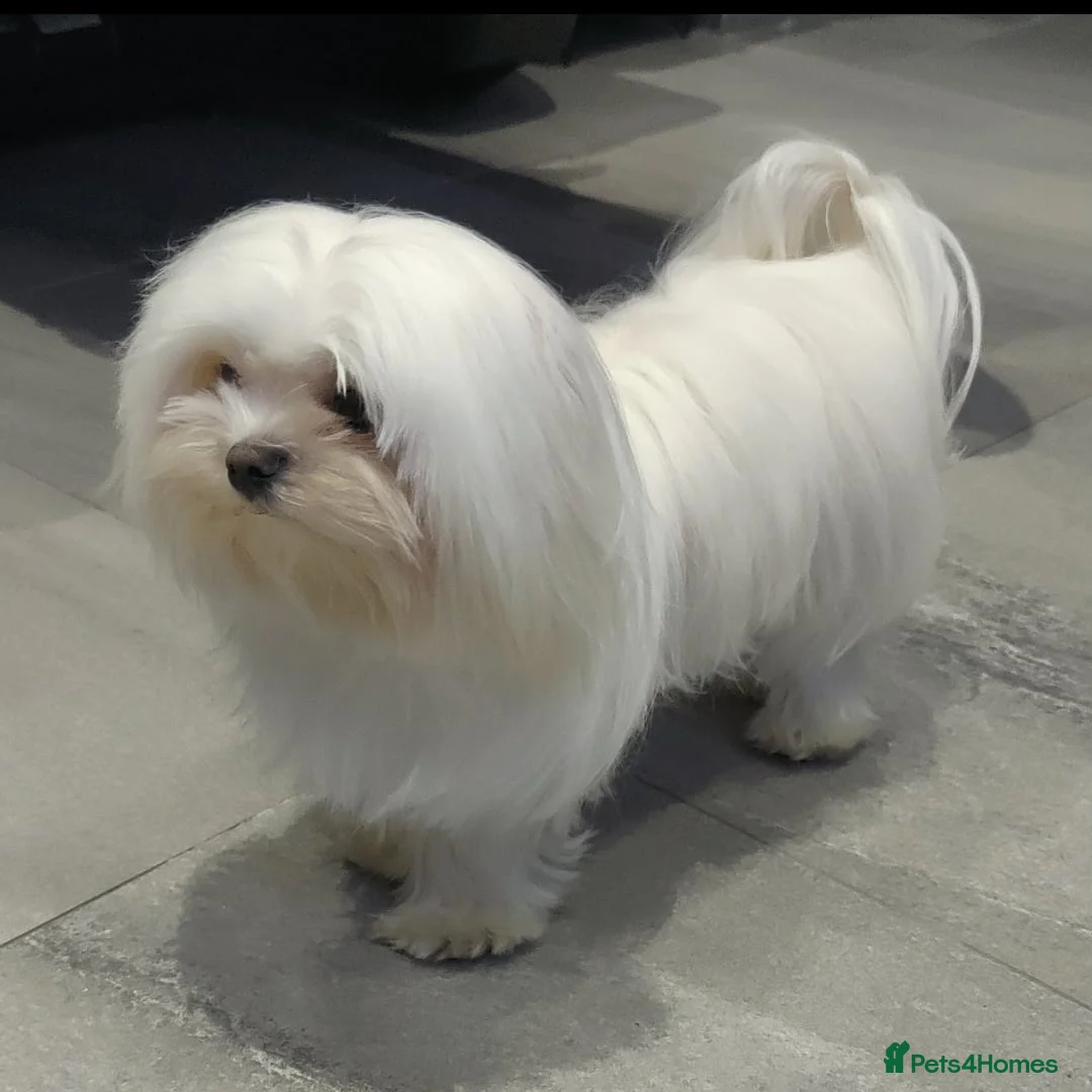 Maltese dogs for stud: 2kg kC Korean line Maltese stud in Derby - Advert 5