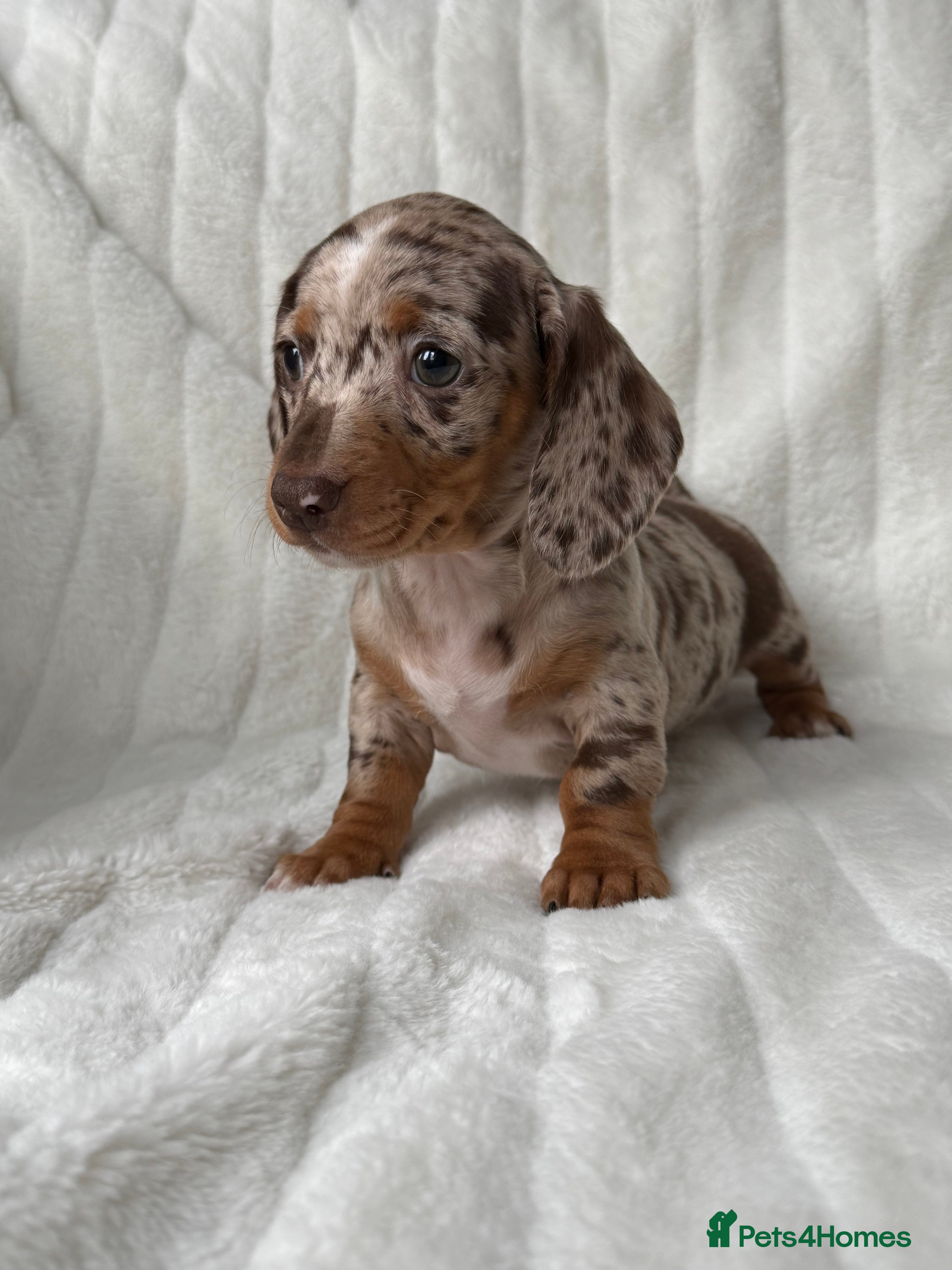 Miniature Dachshund dogs 💎MINATURE DACSHUND PUPPIES💎 - Advert 2