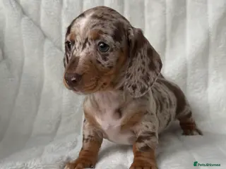 Miniature Dachshund dogs 💎MINATURE DACSHUND PUPPIES💎 - Advert 15