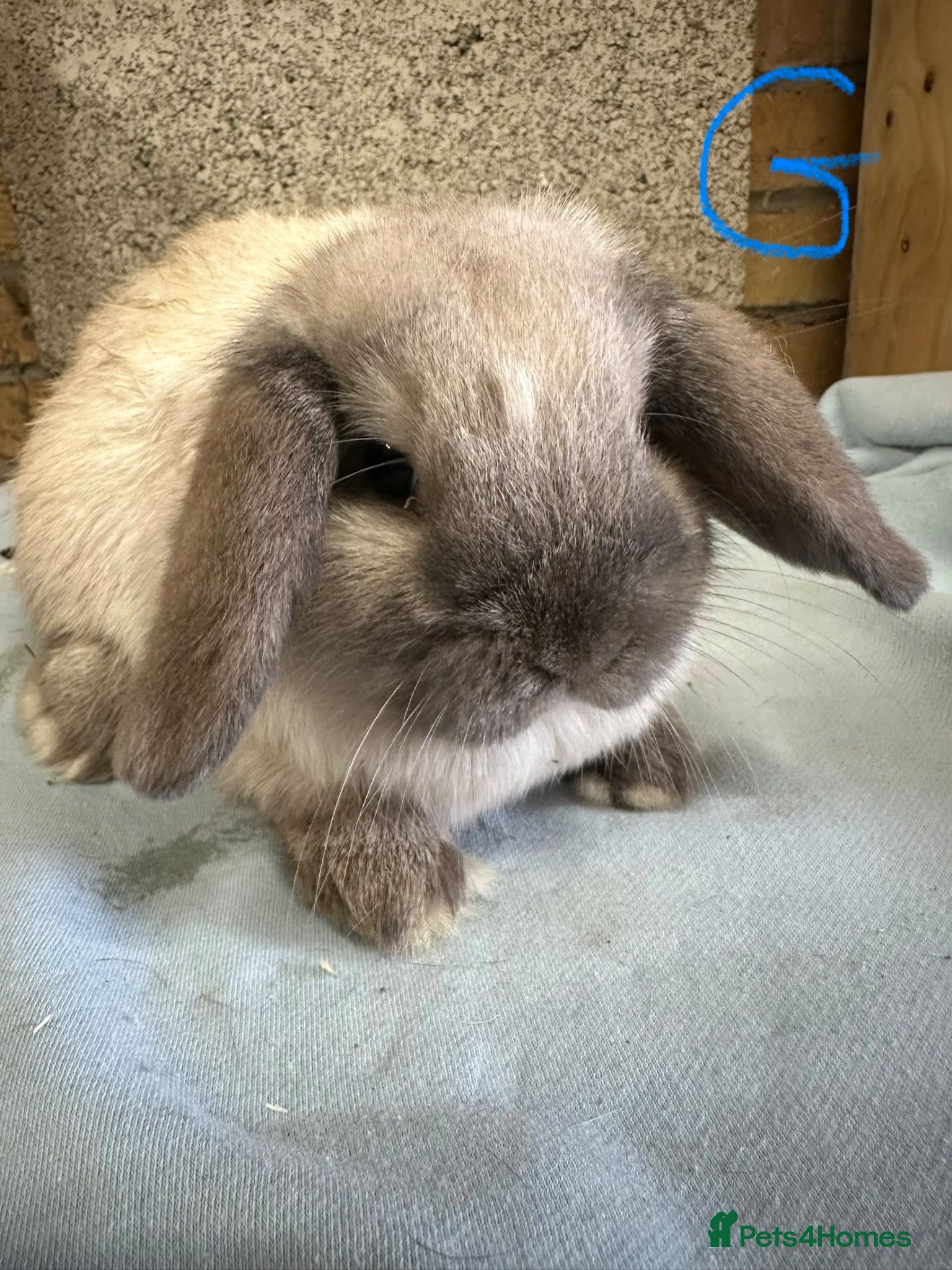 Mini Lop rabbits Mini Lop rabbits For Sale  - Advert 1