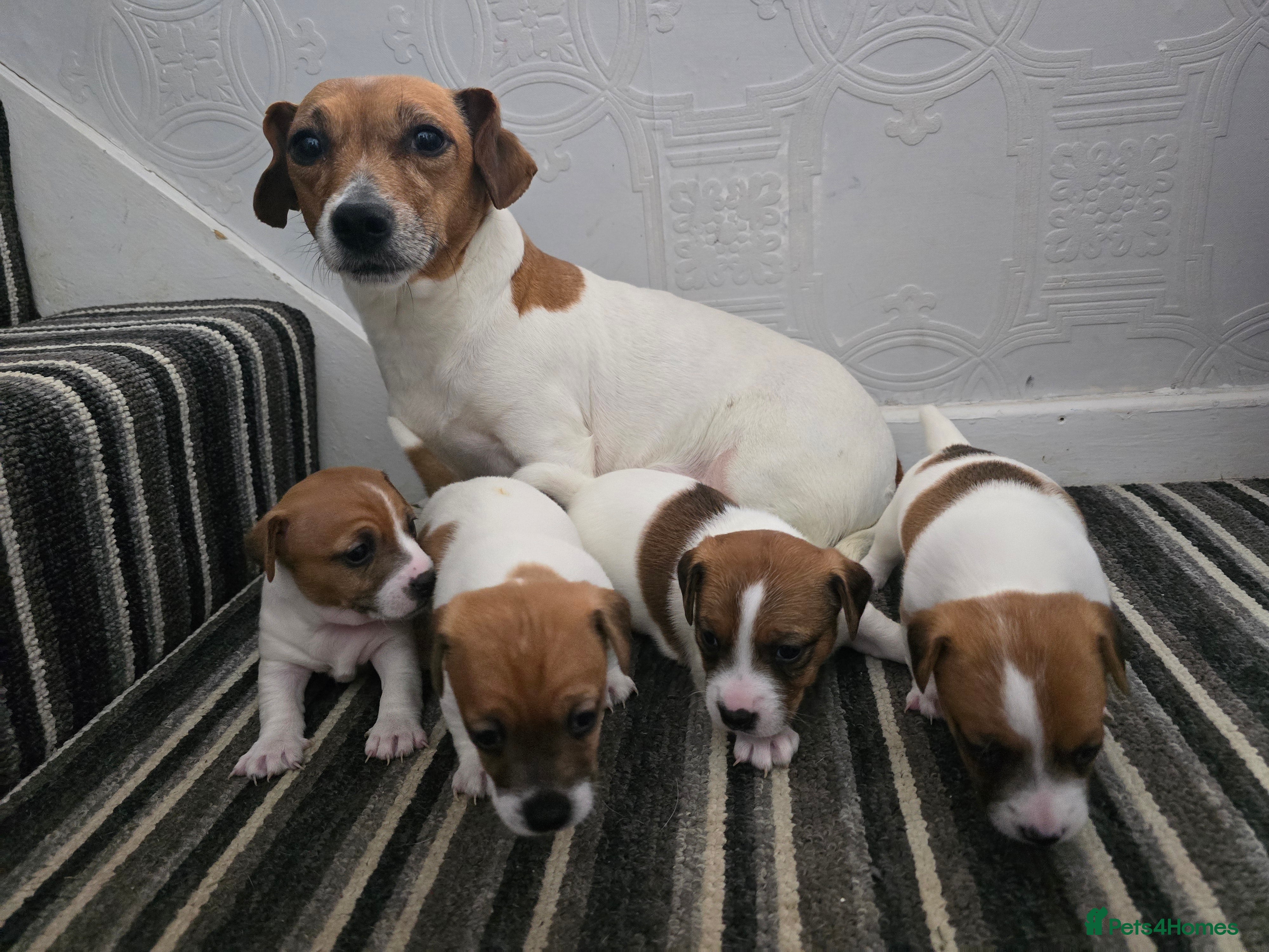 Jack Russell dogs Smooth Coated Jack Russell Puppies - Advert 1