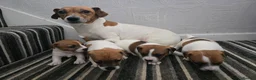 Jack Russell dogs for sale: Smooth Coated Jack Russell Puppies - Advert 1