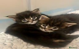 Maine Coon cats for sale: GCCF reg Maine Coon Kittens Stunning Tabby litter - Image 23