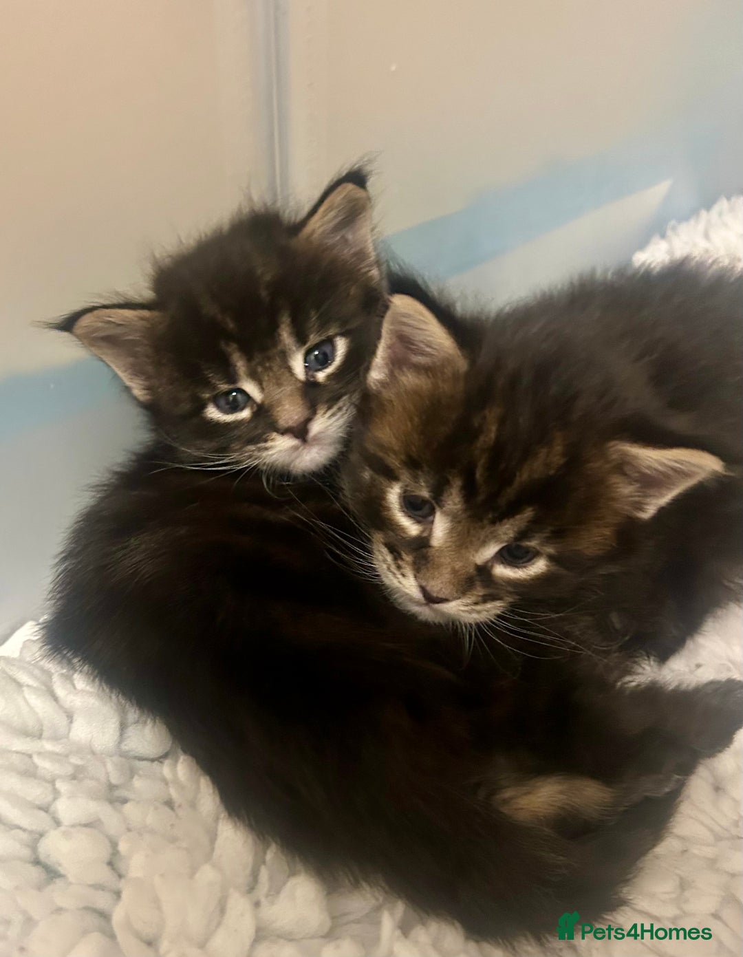 Maine Coon cats for sale: GCCF reg Maine Coon Kittens Stunning Tabby litter - Image 23