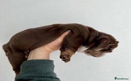 English Bulldog dogs for sale: Beautiful English bulldog puppies  - Advert 8