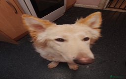 German Shepherd dogs for sale: White German shepherd  - Image 4