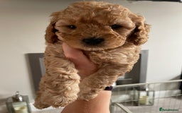 Mixed Breed dogs for sale: Beautiful cocker/cavapoo puppies  - Image 9