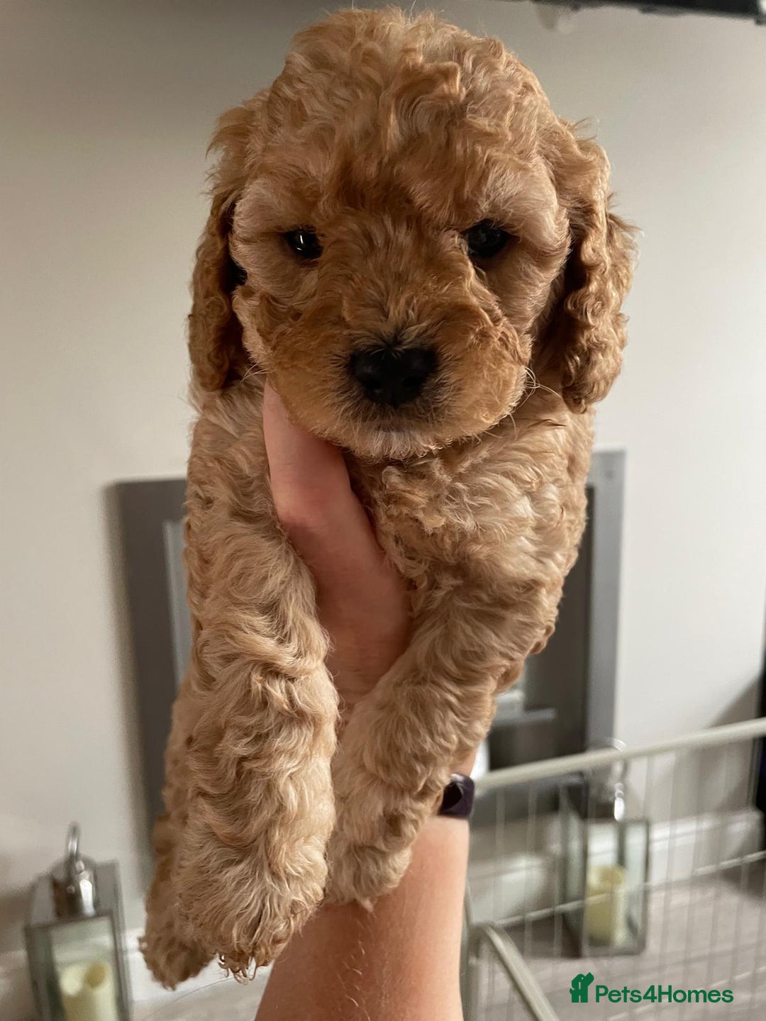 Mixed Breed dogs for sale: Beautiful cocker/cavapoo puppies  - Image 9