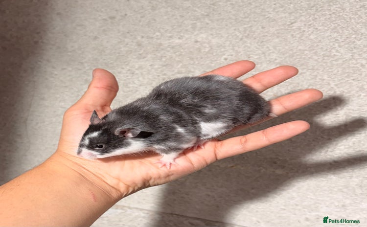 Hamster rodents - Advert 3