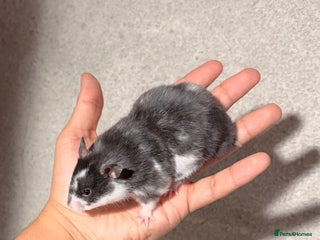 Hamster rodents - Advert 5