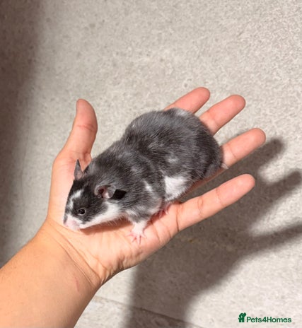 Hamster rodents - Advert 2