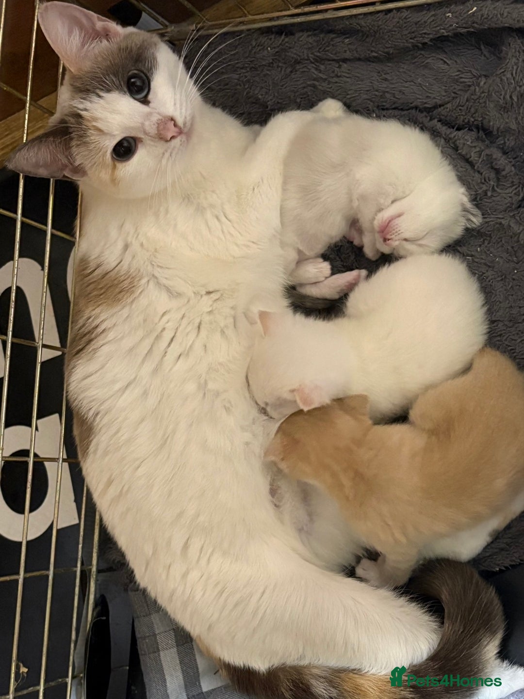 Scottish Fold cats for sale: Scottish fold male kittens  - Advert 2