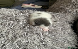 Mixed Breed cats for sale: We are all looking for homes soon - Image 3