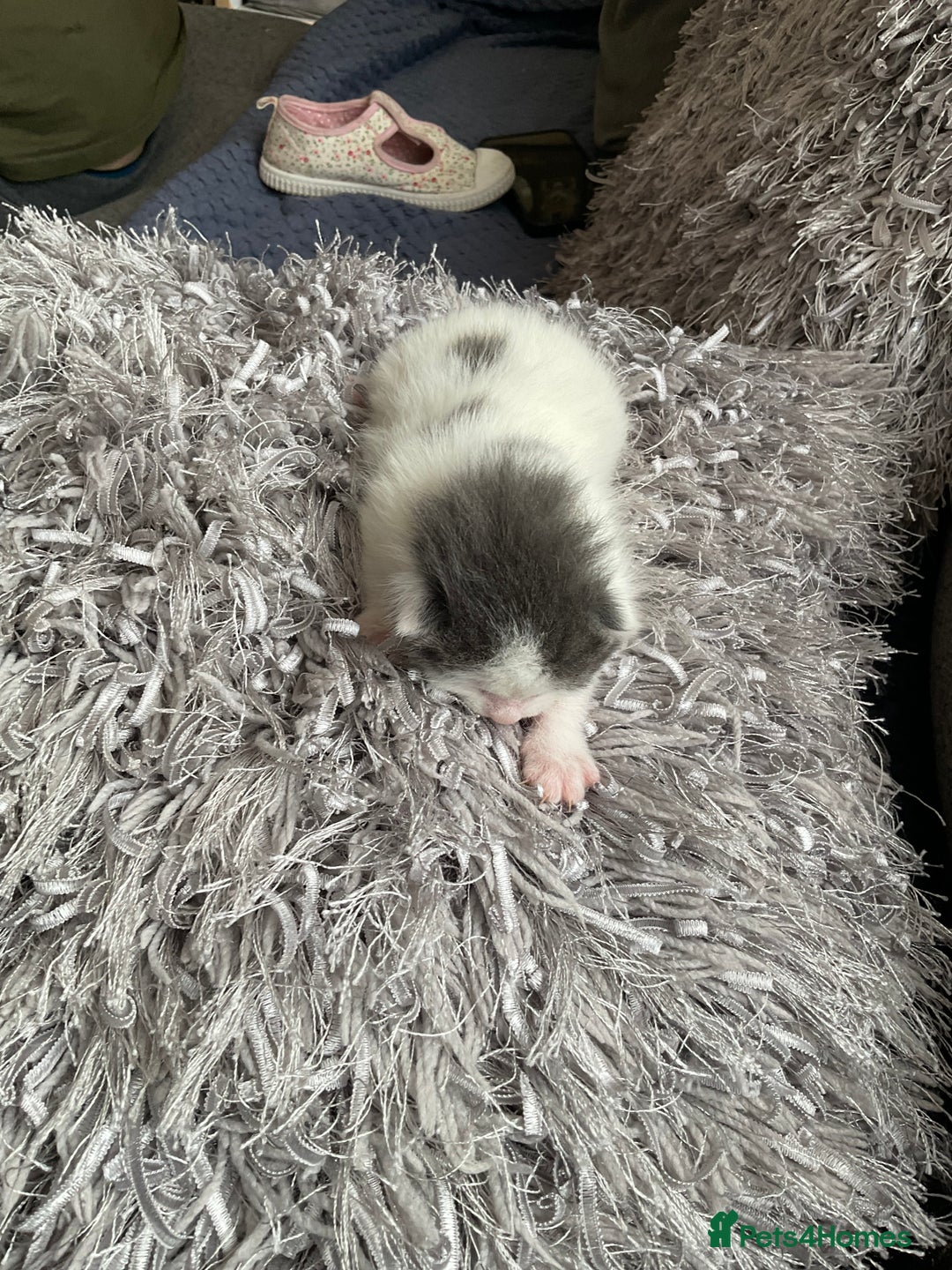 Mixed Breed cats for sale: We are all looking for homes soon - Image 3