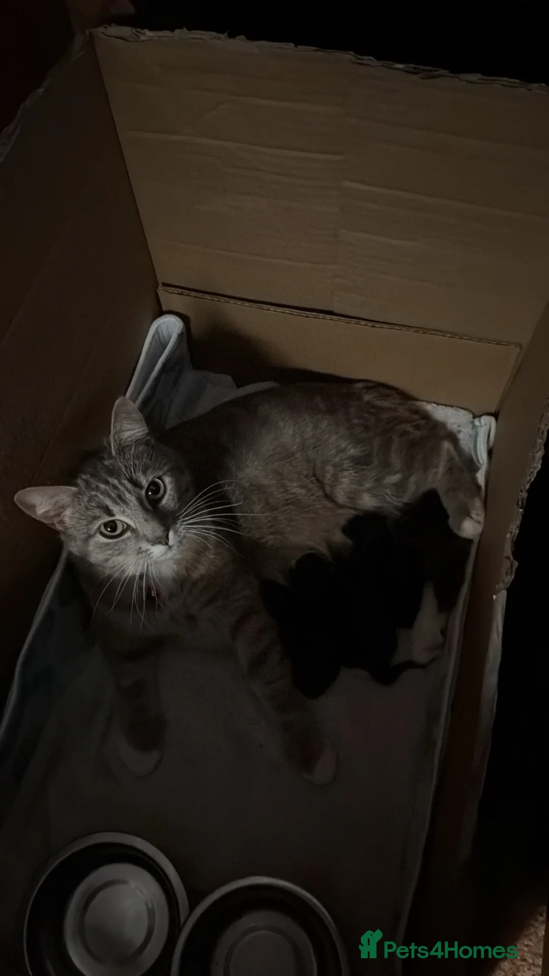 Mixed Breed cats for sale: 4 kittens for sale  in Loughborough - Advert 15