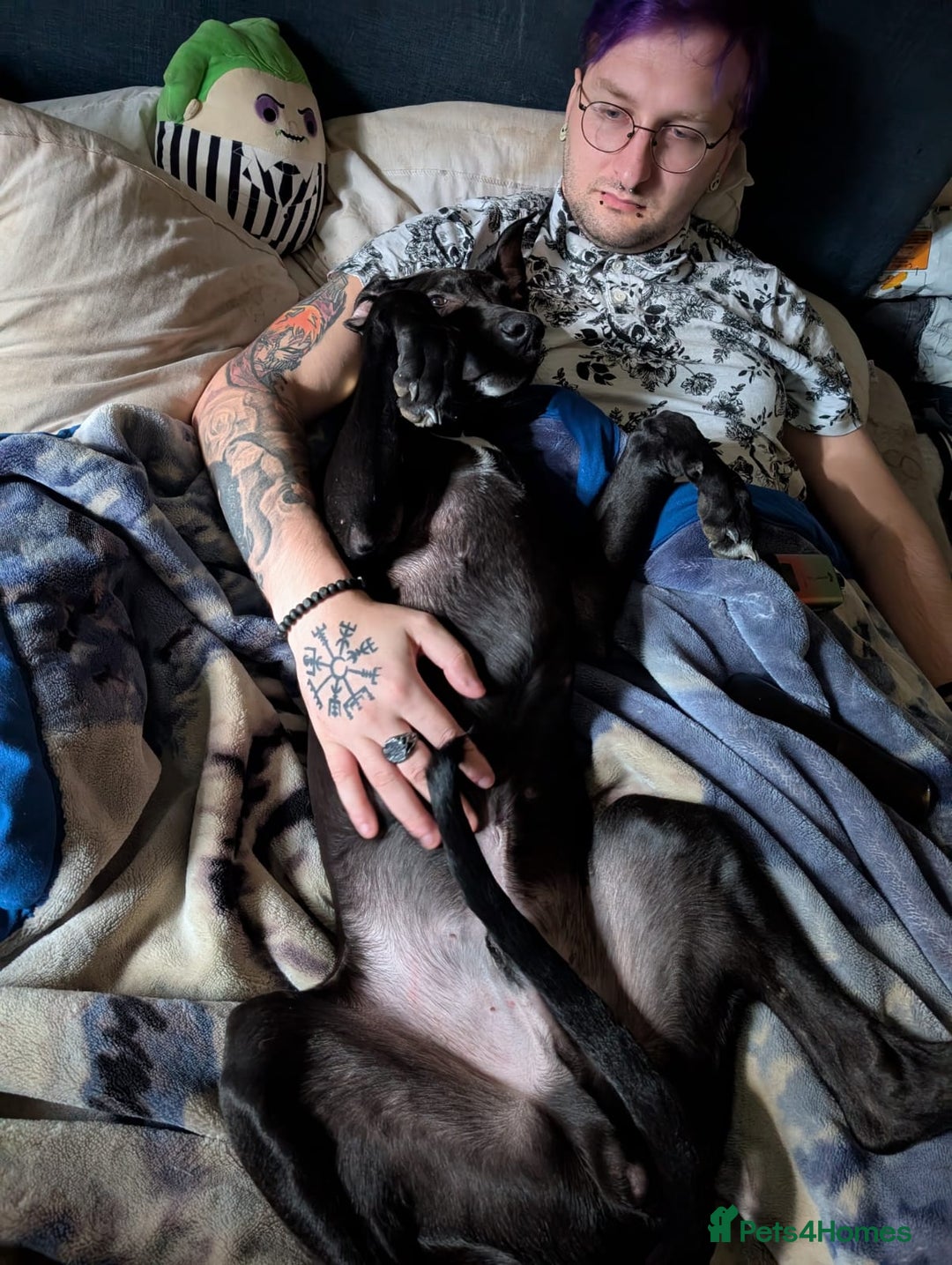 Lurcher dogs for sale: Lucifer looking for his forever home  - Advert 7