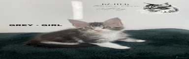 Maine Coon 4