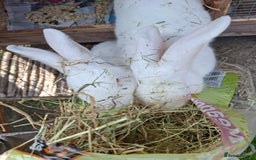 New Zealand rabbits for sale: Castrated Large Pair  - Image 4