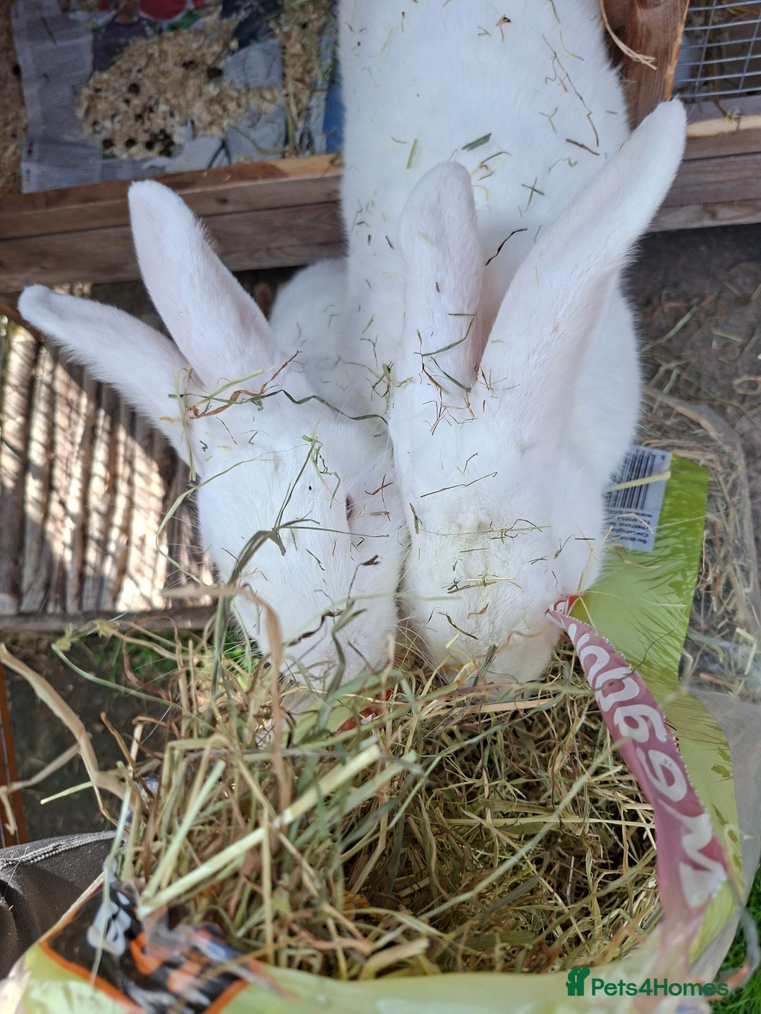 New Zealand rabbits for sale: Castrated Large Pair  - Image 4