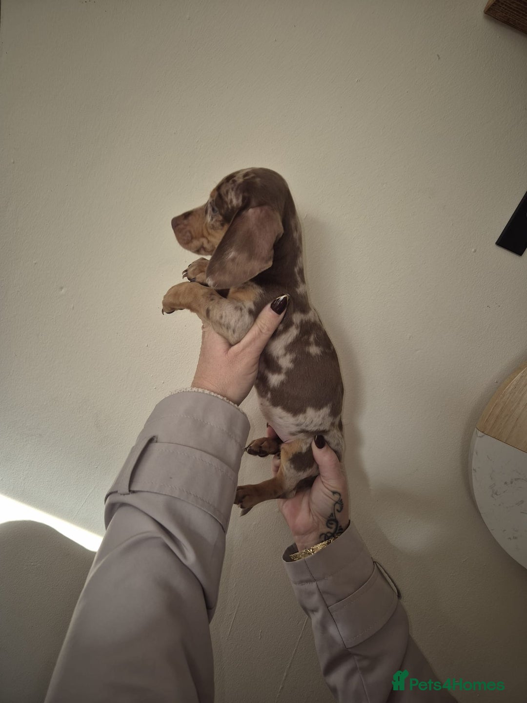 Dachshund dogs for sale: Miniature Dachshunds for sale  - Advert 9