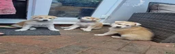 Mixed Breed dogs for sale: White Swiss shepherd cross wolf dog - Advert 17
