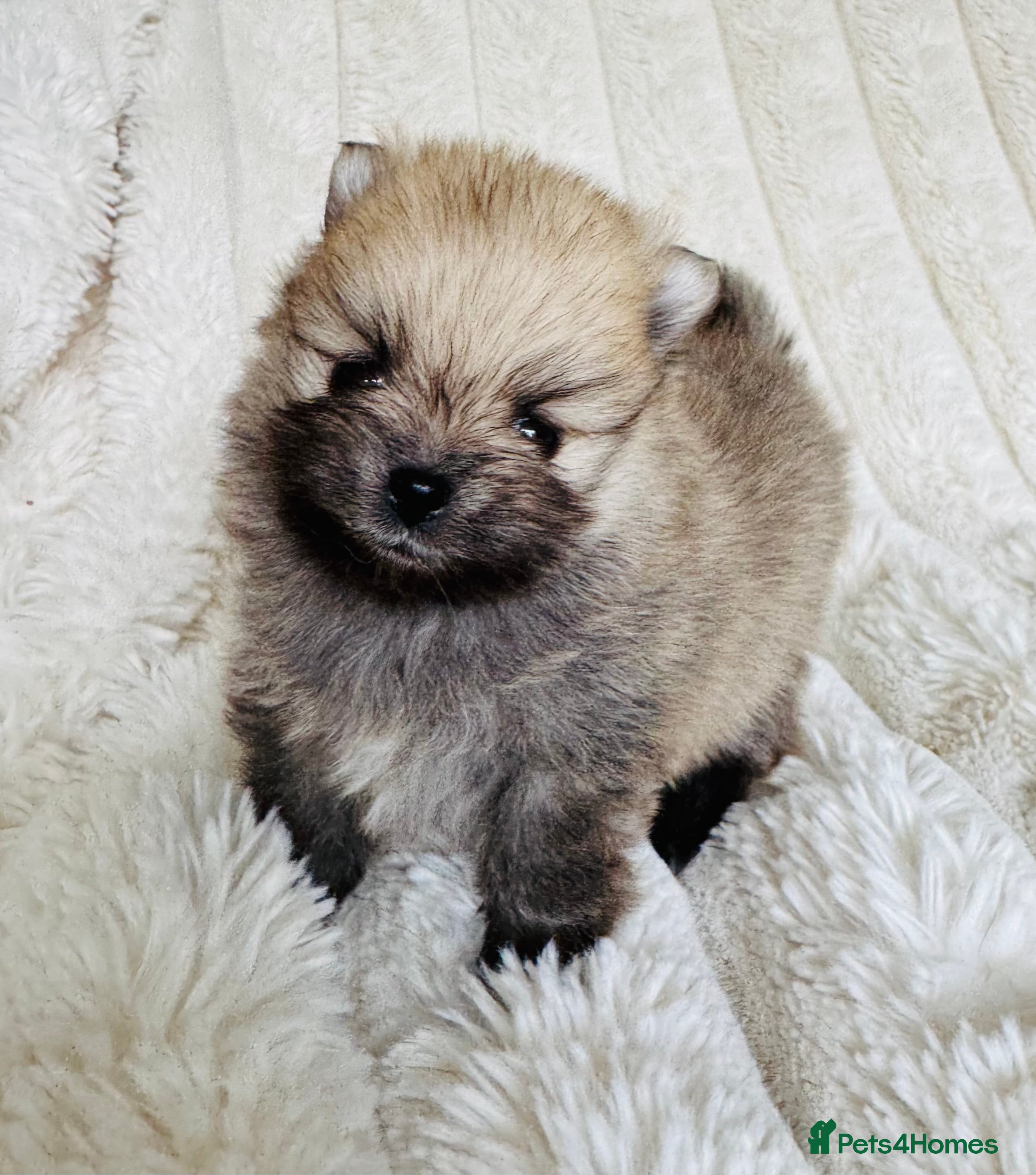 Pomeranian dogs Champion Lines Tiny Teddy Faced Pomeranians  - Advert 11