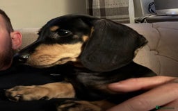 Dachshund dogs for sale: Blk and tan adorable male STANLEY - Image 2