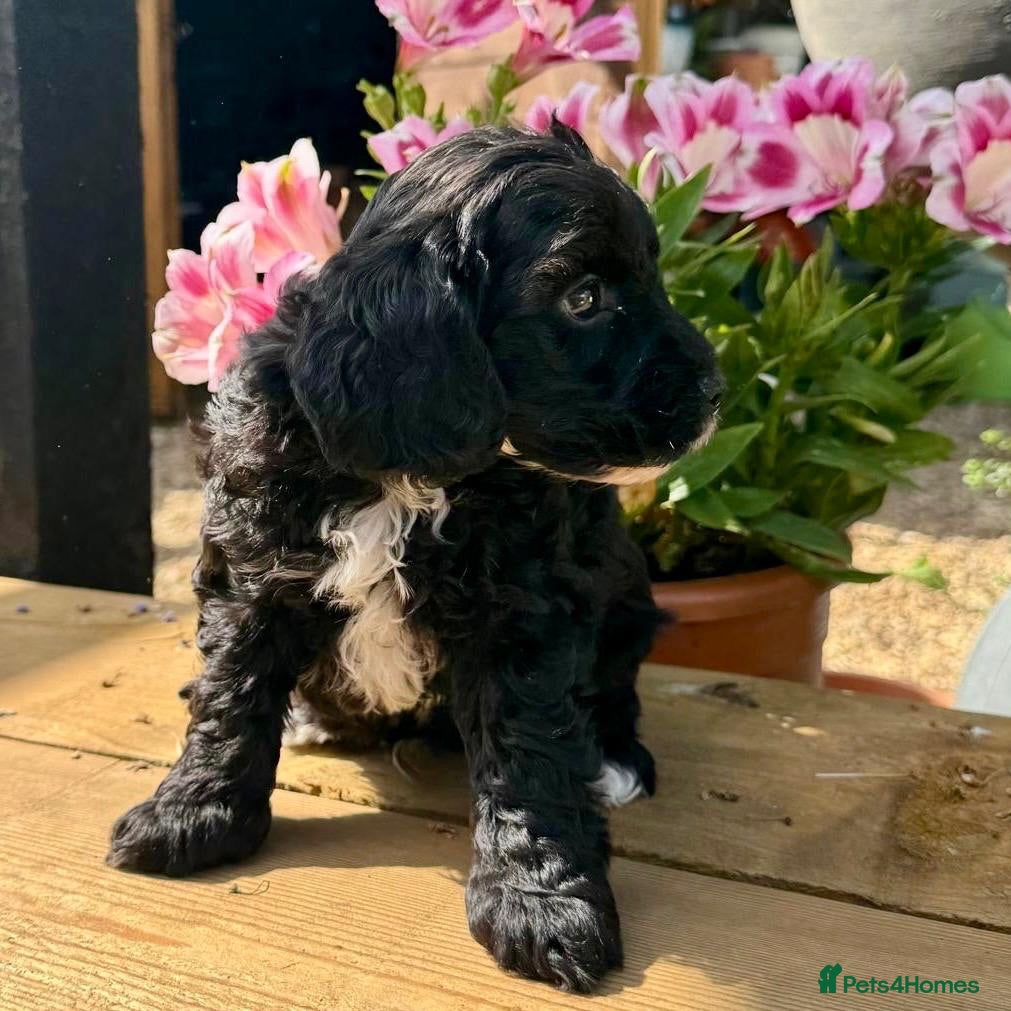 Cockapoo dogs F1b cockerpoos available to reserve  - Advert 11