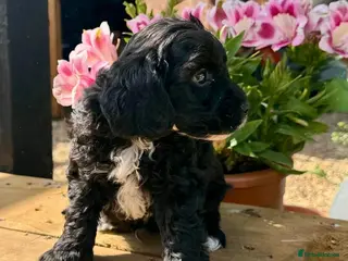 Cockapoo dogs F1b cockerpoos available to reserve - Advert 1