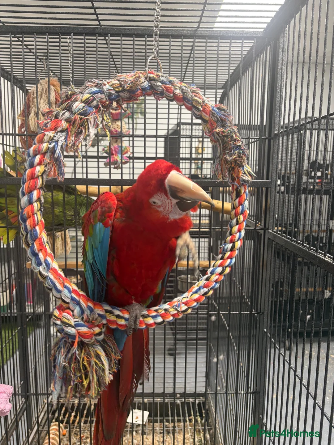 Mixed Breed birds for sale: Various Stunning Birds - Nationwide Delivery  in Newcastle upon Tyne - Advert 1