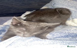 Russian Blue cats for sale: Russian Blue - Image 4