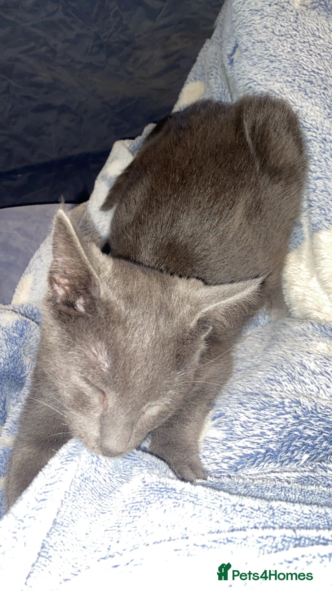 Russian Blue cats for sale: Russian Blue - Image 4