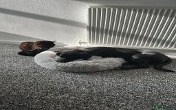 Mixed Breed dogs for sale: Lab X Collie, 9 Months Old, Seeking a Forever Home - Image 14